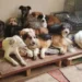 protección animal Michoacán 2025