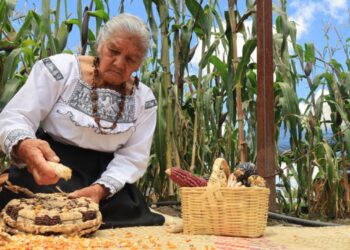 Sembrando Vida protege 64 razas de maíz nativo en México, promoviendo la conservación de la biodiver.