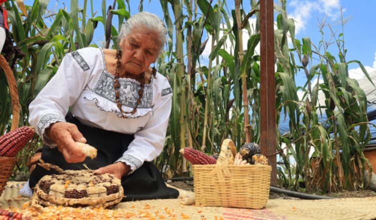 Sembrando Vida protege 64 razas de maíz nativo en México, promoviendo la conservación de la biodiver.