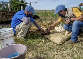 Universidad Autónoma Chapingo, agronomía, soberanía alimentaria, inteligencia artificial agrícola, agricultura regenerativa, tecnología agrícola, educación superior, Plan México