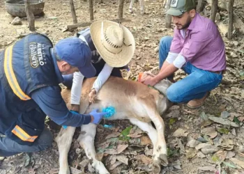 Control de gusano barrenador en un perro en Jalisco, con intervención de expertos veterinarios.