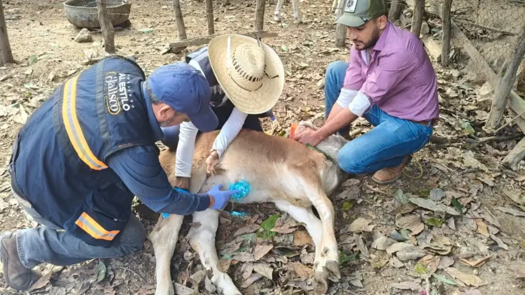 Control de gusano barrenador en un perro en Jalisco, con intervención de expertos veterinarios.