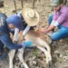 Control de gusano barrenador en un perro en Jalisco, con intervención de expertos veterinarios.