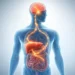 Sistema digestivo y cerebro humano en ilustración médica digital.