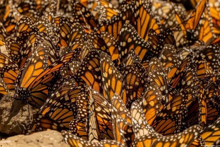 Mariposas Monarca congregadas en una colonia vibrante.