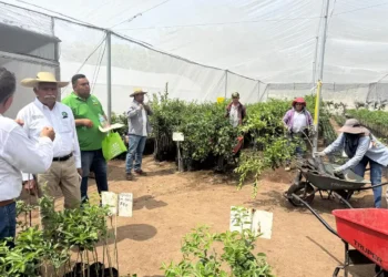 Árboles de limón en huerta certificada en Michoacán, en proceso de renovación con nuevas plantas.