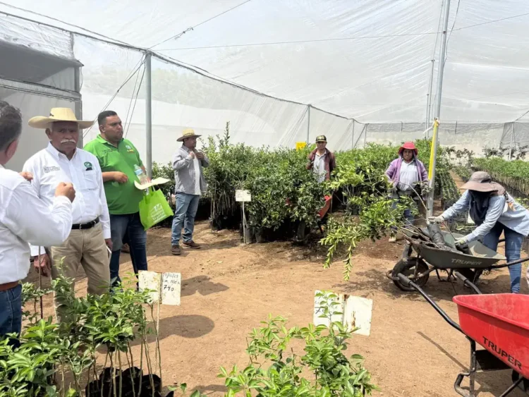 Árboles de limón en huerta certificada en Michoacán, en proceso de renovación con nuevas plantas.