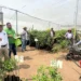 Árboles de limón en huerta certificada en Michoacán, en proceso de renovación con nuevas plantas.