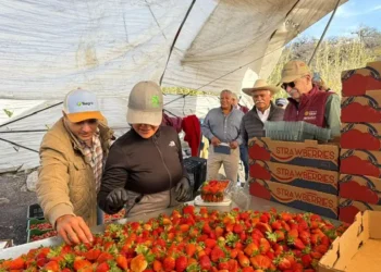 Productores de berries en Michoacán