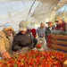 Productores de berries en Michoacán