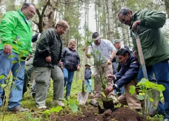 Plántulas de árbol en la Reserva de la Monarca durante una reforestación.