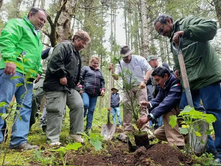 Plántulas de árbol en la Reserva de la Monarca durante una reforestación.