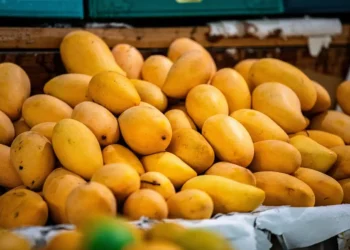 Mangos mexicanos frescos en exhibición para exportación y mercado local.