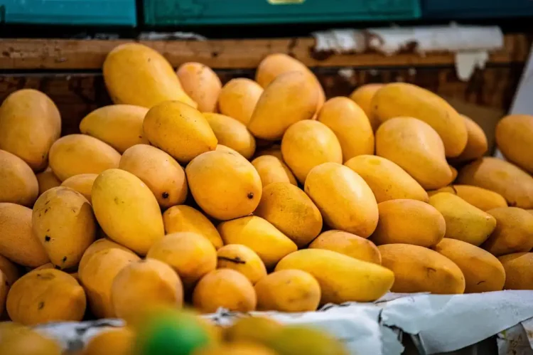 Mangos mexicanos frescos en exhibición para exportación y mercado local.