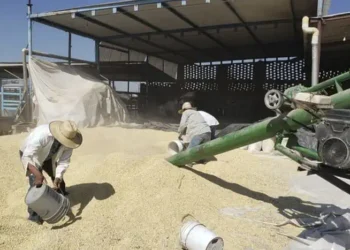 Maíz cosechado en un almacén agrícola con trabajadores en acción.