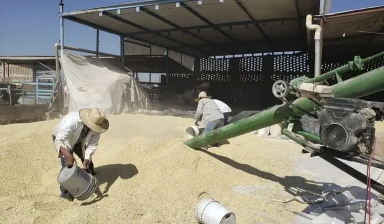 Maíz cosechado en un almacén agrícola con trabajadores en acción.