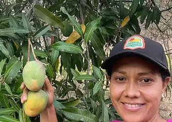 Árbol de mango con frutos maduros en Michoacán, rodeado de hojas verdes y una mujer sonriendo en el campo.
