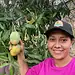 Árbol de mango con frutos maduros en Michoacán, rodeado de hojas verdes y una mujer sonriendo en el campo.
