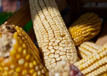 Productores de maíz en Michoacán reciben incentivos económicos