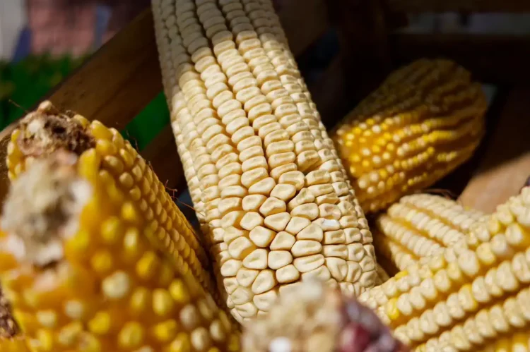 Productores de maíz en Michoacán reciben incentivos económicos