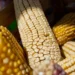 Productores de maíz en Michoacán reciben incentivos económicos