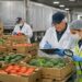 inspección sanitaria de alimentos para exportación México EUA