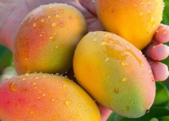 Premios del mango 2027 reconocerán a líderes del sector