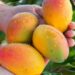 Premios del mango 2027 reconocerán a líderes del sector