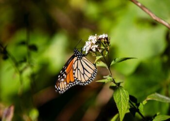 Migración de la Mariposa Monarca 2026 en santuarios de Michoacán