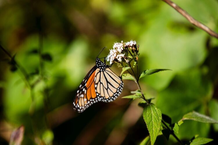 Migración de la Mariposa Monarca 2026 en santuarios de Michoacán