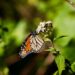 Migración de la Mariposa Monarca 2026 en santuarios de Michoacán