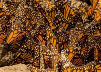 Mariposas Monarca congregadas en Michoacán, preparándose para su migración hacia zonas de hibernación.