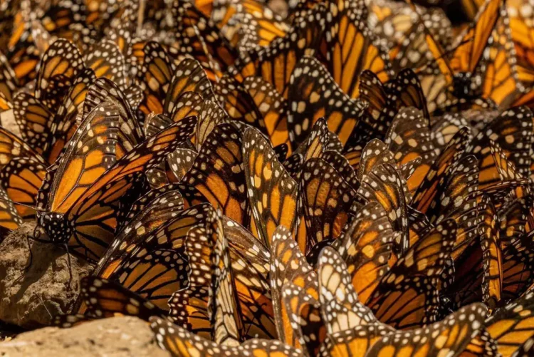 Mariposas Monarca congregadas en Michoacán, preparándose para su migración hacia zonas de hibernación.