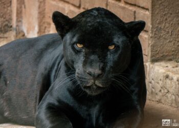 Jaguar negro descansando en su hábitat en el zoológico de Morelia, parte del programa de conservación y reproducción para sal.