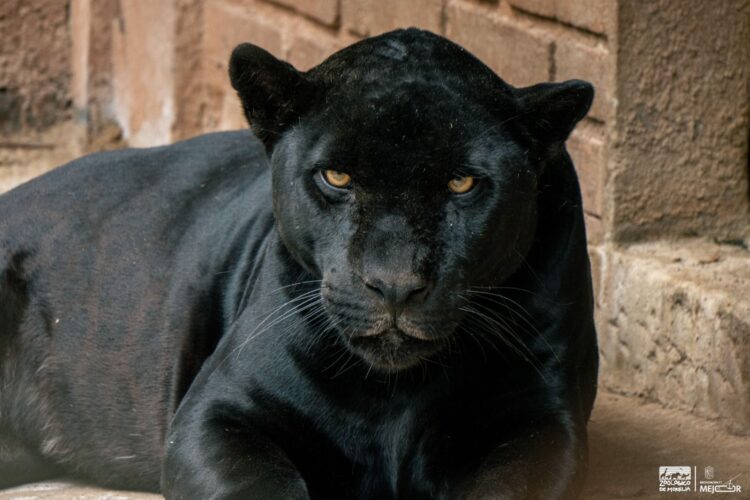 Jaguar negro descansando en su hábitat en el zoológico de Morelia, parte del programa de conservación y reproducción para sal.
