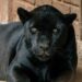 Jaguar negro descansando en su hábitat en el zoológico de Morelia, parte del programa de conservación y reproducción para sal.