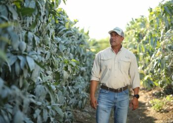 Árboles de mango en huerto, agricultor inspeccionando cultivo en campo agrícola.