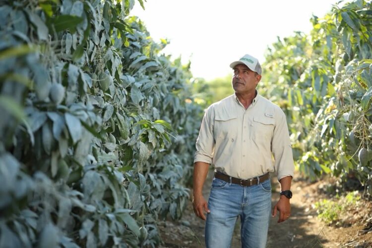 Árboles de mango en huerto, agricultor inspeccionando cultivo en campo agrícola.