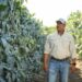 Árboles de mango en huerto, agricultor inspeccionando cultivo en campo agrícola.