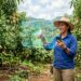 Mujer en huerto de mango usando tecnología de inteligencia artificial y dispositivo móvil.