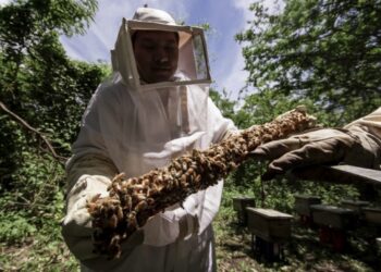 Abeja en colmena en un entorno forestal, con un apicultor en protección, promoviendo la conservación y protección de las abej.