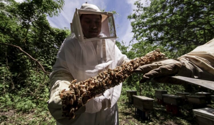Abeja en colmena en un entorno forestal, con un apicultor en protección, promoviendo la conservación y protección de las abej.