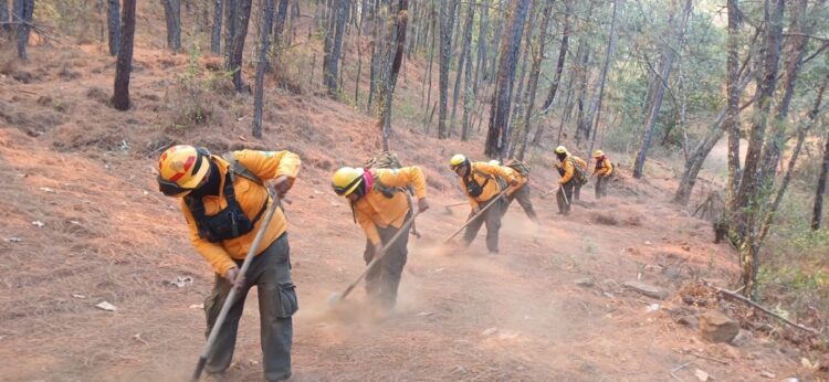 Trabajadores combaten un incendio forestal en un área boscosa de Nuevo Urecho, con esfuerzo coordinado para controlar las lla.
