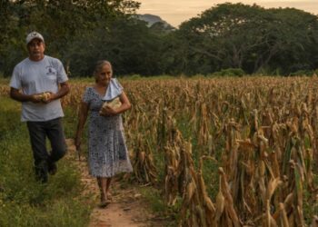 Campesinos caminando por un campo de maíz en Michoacán durante el atardecer.