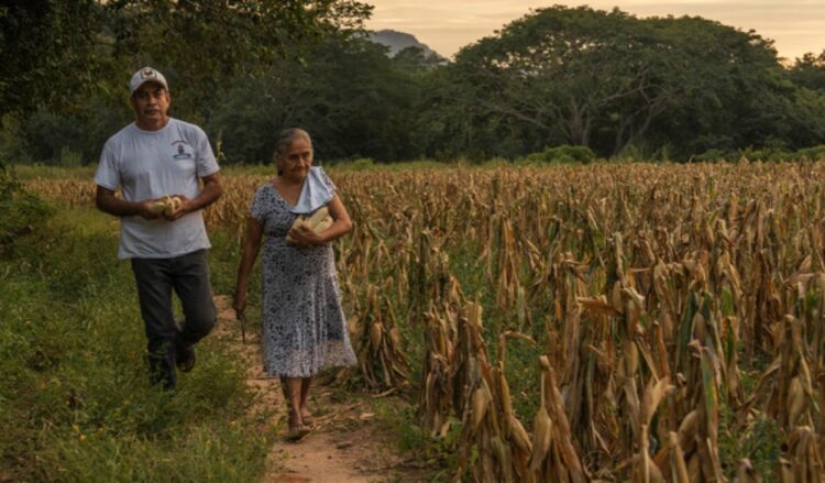 Campesinos caminando por un campo de maíz en Michoacán durante el atardecer.