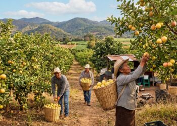 Sello de calidad en guayaba de Michoacán que aumenta su valor en el mercado local y nacional.