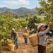 Sello de calidad en guayaba de Michoacán que aumenta su valor en el mercado local y nacional.