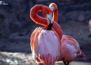Dos flamencos rosados en el zoológico de Morelia, con un fondo oscuro y agua reflejando su color vibrante.
