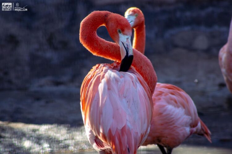 Dos flamencos rosados en el zoológico de Morelia, con un fondo oscuro y agua reflejando su color vibrante.