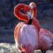 Dos flamencos rosados en el zoológico de Morelia, con un fondo oscuro y agua reflejando su color vibrante.